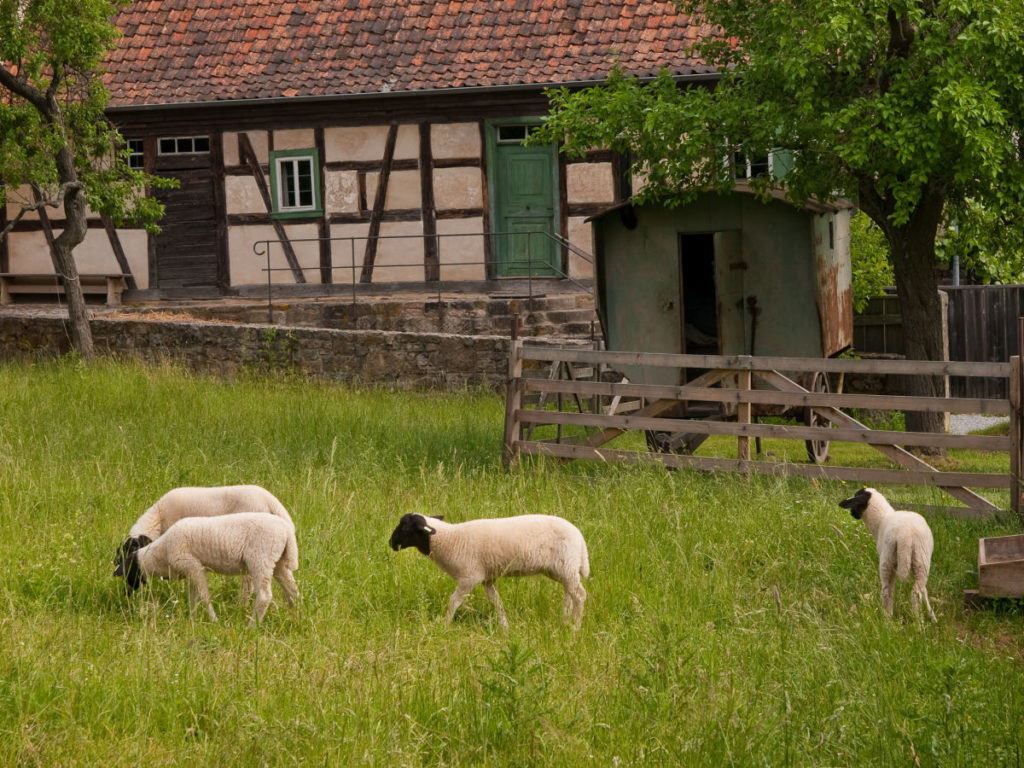 Ausflugsziele Karlsruhe Mit Hund